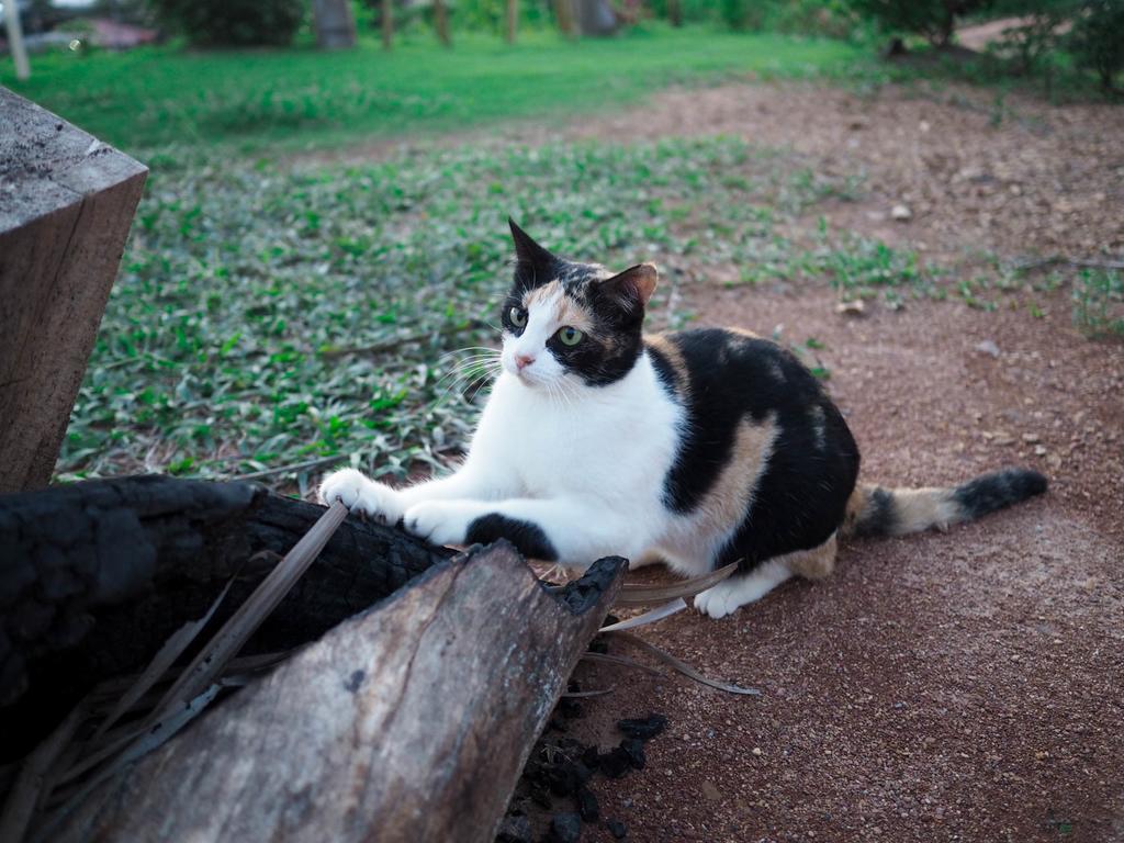 Cat Bungalow Ко-Ланта Экстерьер фото